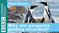 News_Review_YOUTUBE_penguins.j...