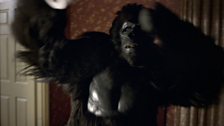 Gorilla