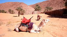 Camels in Algeria