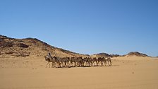 A camel train in the Sahara desert