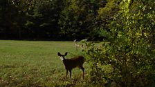 Deer in clearing at MacDowell