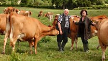 Inspecting the cows