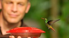 Chris Packham and a hummingbird