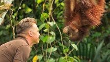 Chris Packham and an orang-utan