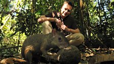 Chris Packham and an agouti