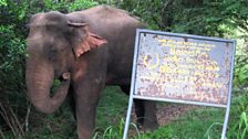 Sri Lanka, elephant