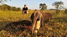 Chris Packham with a giant anteater