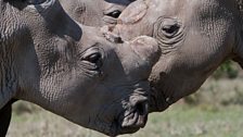 White rhinos