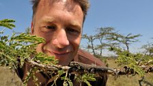 Chris Packham with a dwarf gecko