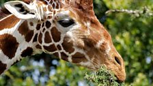 Giraffe close-up