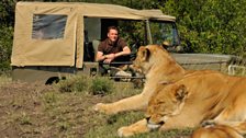 Chris Packham goes lion watching