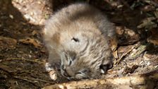 Lynx cub