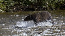 Grizzly bear chasing salmon