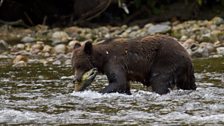 Grizzly bear with salmon