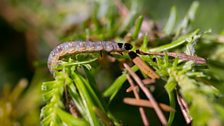 Budworm caterpillar