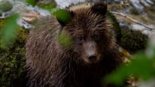 Young bear close-up