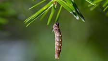 Budworm caterpillar