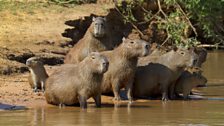 Capybara