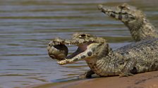 Caiman and an apple snail