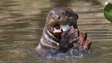 Giant otter