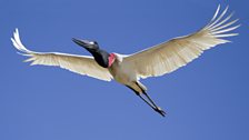 Jabiru stork