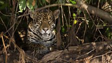 Jaguar in the undergrowth