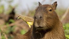 Capybara and a cattle tyrant