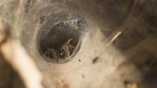 Funnel web spider