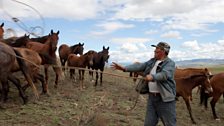 On the eve of his autumn migration, Sholban Mongush rounds up his herd