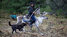 Danil Kyrganai sets off on an all-night foray into the taiga to search for ten missing reindeer.