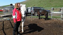 Horse riding in the shadow of Eyjafjallajökull