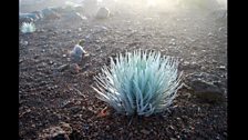 Silversword