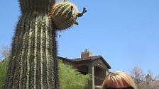 Olga Korbut, interviewed for the Ballad at her home in Arizona