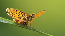 Pearl-bordered fritillary