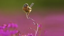 Dartford warbler