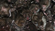 Bats