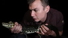 Baby caiman