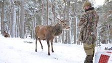 Feeding red deer