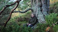 Jim Crumley and a pine tree