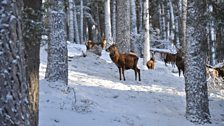 Deer in the forest