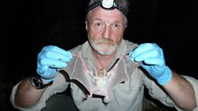 Dr George McGavin with a vampire bat