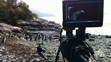 Penguins in the Magellan Strait