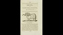 Print depicting a Merino sheep from 'The Bee' or literary weekly intelligencer; volume 10, by James Anderson (1739-1808).