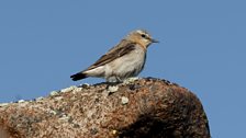 Wheatear