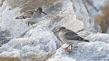 Purple Sandpipers