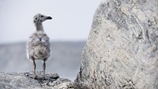 Young gull