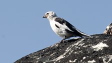 Snow Bunting