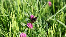 Short-haired bumblebee on red clover