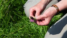 Short-haired bumblebee reintroduction in Dungeness, Kent