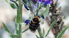 Short-haired bumblebee in flight